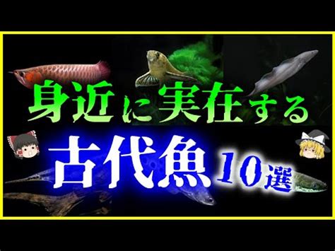 古代魚種類 天庭富貴坑